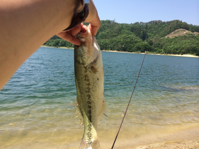 バス釣りはやっぱりハードルアー派 釣りメディアgyogyo