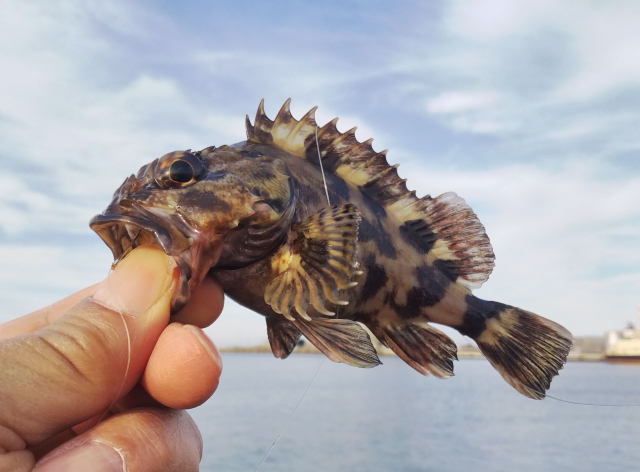 ワームで魚釣り カサゴ メバル アジ向けのワームおすすめ5選を紹介 特徴や使い方も 釣りメディアgyogyo