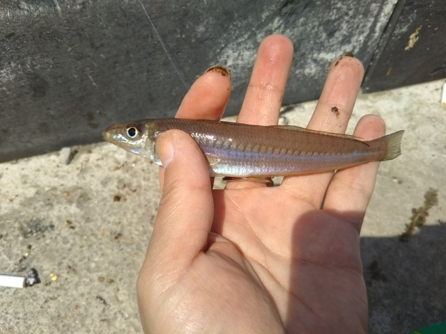 キス釣りのコツは キス釣り大好きな私が教える4つのコツ 釣りメディアgyogyo