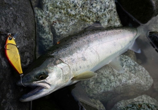 渓流釣りはルアーがおすすめ その理由とは 釣りメディアgyogyo