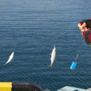 岸から釣れるって本当 あの美味しいサンマを岸から釣る方法 釣りメディアgyogyo