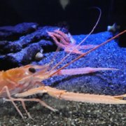 童心に返ってザリガニ釣り 道具やえさは 釣り方や飼い方を伝授 釣りメディアgyogyo