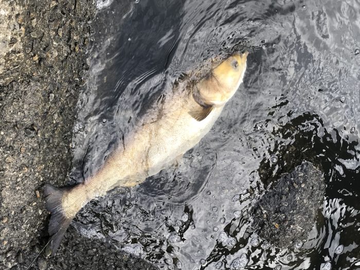 荒川に潜む巨大魚 ハクレン 釣りは手軽に楽しめる怪魚釣り 釣りメディアgyogyo