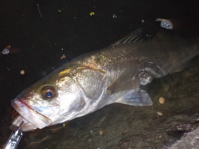 激渋を脱出 シーバス釣り バチ抜け終了後はどう攻める 釣りメディアgyogyo