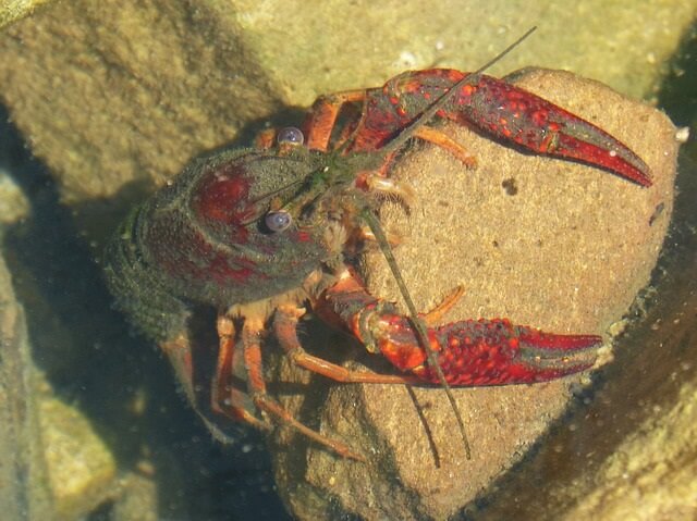 童心に返ってザリガニ釣り 道具やえさは 釣り方や飼い方を伝授 釣りメディアgyogyo