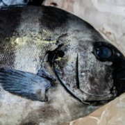 旬が待ち遠しい タケノコメバルの特徴や生態 おすすめの調理法をご紹介 釣りメディアgyogyo