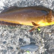 人気急上昇 マルタウグイの生態や特徴 調理法をご紹介 釣りメディアgyogyo 人気急上昇 マルタウグイの生態や特徴 調理法をご紹介 釣りメディアgyogyo