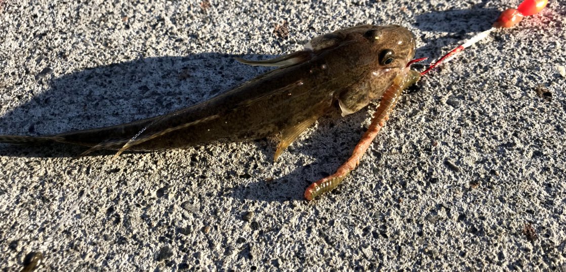 手軽に釣れるハゼ釣り 狙い方とおすすめのタックル 仕掛けについて 釣りメディアgyogyo