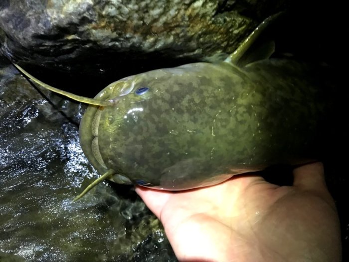 巷で話題 ナマズ の特長や生態 気になるそのお味は 釣りメディアgyogyo