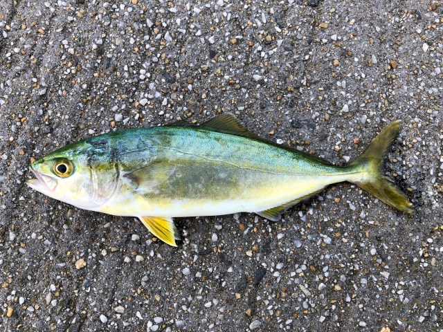 ブリの幼魚イナダが簡単に釣れる 宮城県の青物に出会える漁港やサーフ紹介 釣りメディアgyogyo