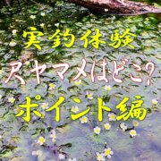 ヒメマスの特徴と生態 すごく美味しいと噂される味についてご紹介 釣りメディアgyogyo