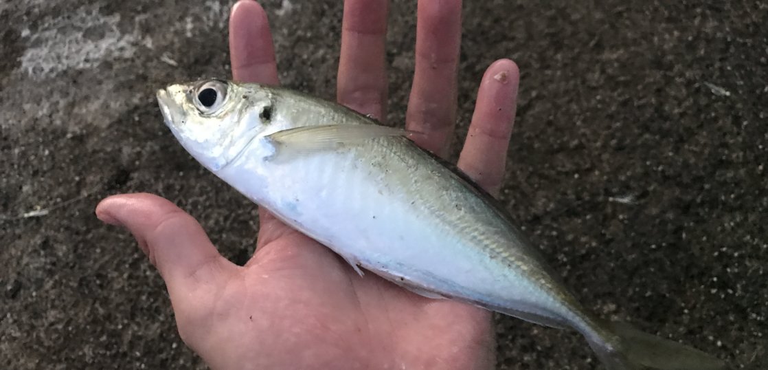 新潟県 桑川漁港で釣れる魚 周辺情報情報について紹介 釣りメディアgyogyo