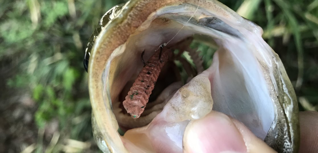 ボトムのバスが根こそぎ釣れるダウンショットリグとは 釣り方について解説 釣りメディアgyogyo