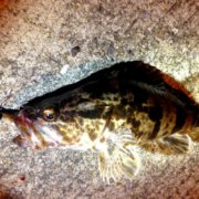 海で出会ったら要注意 毒のある魚たち 釣りメディアgyogyo 海で出会ったら要注意 毒のある魚たち 釣りメディアgyogyo