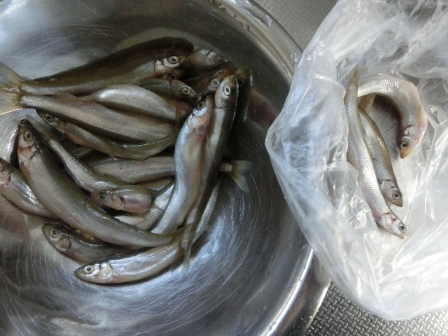 ワカサギの中華あんかけ 冬の味覚ワカサギレシピ 釣りメディアgyogyo