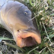 関東の川はシーバス激戦区 爆釣ポイントを紹介 釣りメディアgyogyo