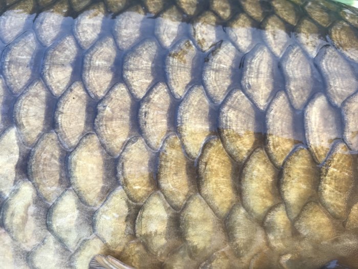 鯉は食パンで釣れる バイト丸見えの鯉釣りをする方法について 釣りメディアgyogyo