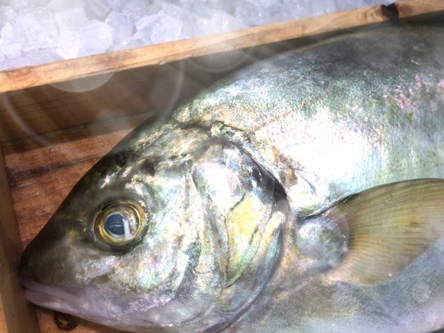 アジの王様 シマアジ 防波堤や磯でさくっと釣って美味しく食べよう 釣りメディアgyogyo