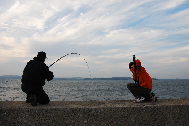 実釣 佐賀県の堤防で釣り 大型ヒラマサがヒット 呼子 小川島 釣りメディアgyogyo
