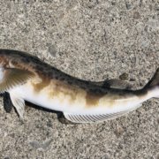 人気急上昇 マルタウグイの生態や特徴 調理法をご紹介 釣りメディアgyogyo 人気急上昇 マルタウグイの生態や特徴 調理法をご紹介 釣りメディアgyogyo
