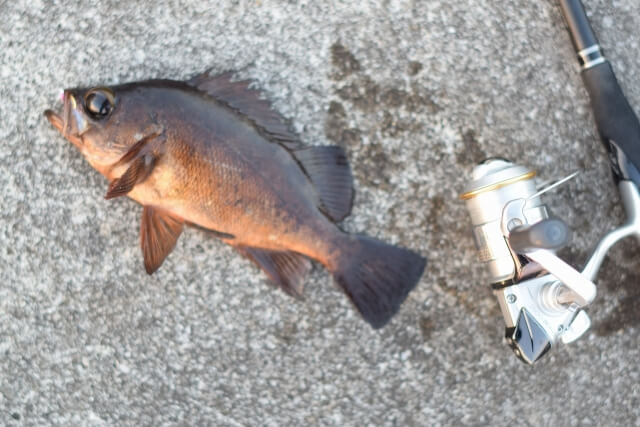 春に釣れるメバル 春メバル とは 特徴と料理方法を紹介 釣りメディアgyogyo