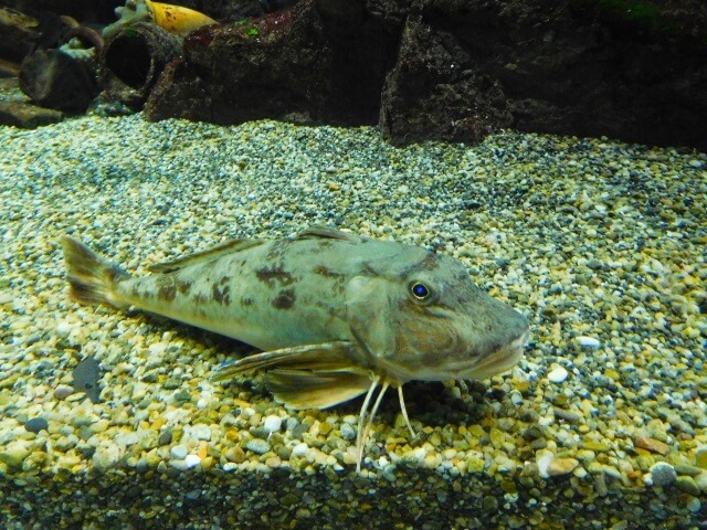 蝶々のような胸びれが可愛い ホウボウの鯛ラバを楽しむ 釣りメディアgyogyo