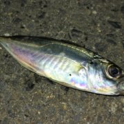 美味しい淡水魚 春が旬のホンモロコの特徴や生態 おすすめの調理法とは 釣りメディアgyogyo