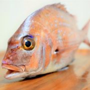 身近な魚に潜む危険性 ヒスタミン中毒の原因や症状 対処法をご紹介 釣りメディアgyogyo