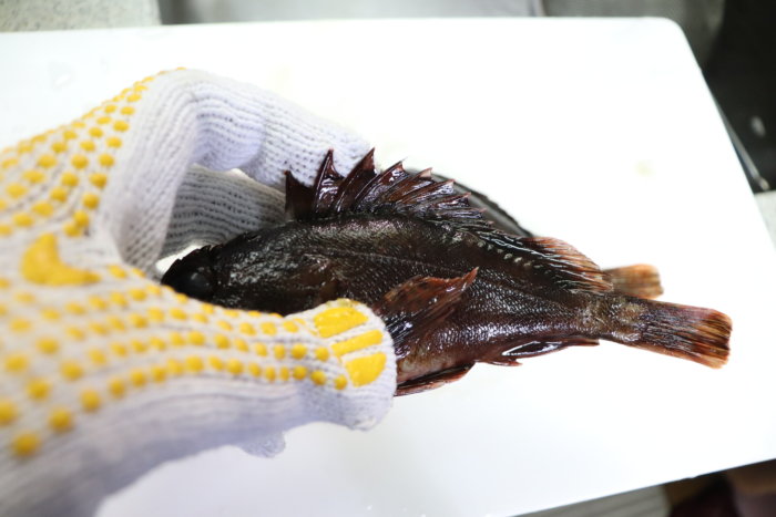 カサゴのトゲには注意 毒がある トゲの場所と対処法を紹介 釣りメディアgyogyo