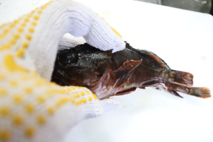 カサゴのトゲには注意 毒がある トゲの場所と対処法を紹介 釣りメディアgyogyo