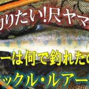 人気急上昇 マルタウグイの生態や特徴 調理法をご紹介 釣りメディアgyogyo