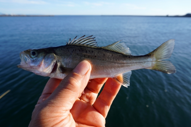 夏に釣れるスズキ 美味しいスズキ とは 特徴と料理方法を紹介 釣りメディアgyogyo