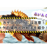 うなぎを捌くのは難しい うなぎの捌き方から美味しい調理方法まで紹介 釣りメディアgyogyo