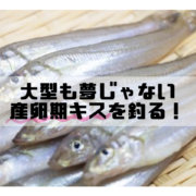 冬においしくなる淡水魚 オイカワの特徴や生態 おすすめの調理法とは 釣りメディアgyogyo