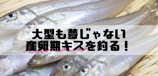 お魚紹介 釣りメディアgyogyo