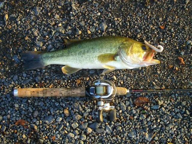 初心者の方必見 バス釣りで数釣りをするために必要なこと 釣りメディアgyogyo